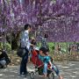 【あしかがフラワーパーク2015】香りの強い八重黒龍藤 葡萄みたいっすねｗ