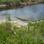   Krokodillen #everglades