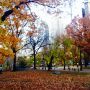 So excited for tomorrow I can't sleep! :) 
Look how pretty NYC was today...
#Central Park
#HoldOn