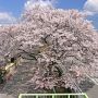 【栃木の桜】宇都宮市内なら新川の桜並木もオススメです