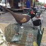 Markt. Vaison. 