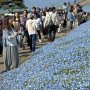 【ひたち海浜公園2017】ブルーに染まる斜面 爽やかな今の陽気にマッチしています 