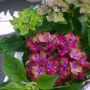 Hele mooie hortensia op de kop getikt.... Wat n kleuren :D