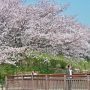 【権現堂桜堤】春爛漫