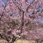 【栃木の桜】みかも山公園の河津桜 佐野に春の到来を告げる早咲きの桜です