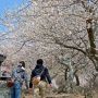 【筑波山梅林】梅の香りに誘われて