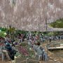 【あしかがフラワーパーク2017】うす紅の棚 風にそよぐ屋根が綺麗 ･:*:･(*´∀｀*)ｳｯﾄﾘ･:*:･