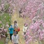 【石岡市・常陸風土記の丘】枝垂れ桜のトンネルを渡る人々 橋の上から見下ろせるのは面白い  