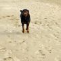 Lekker rennen #hond #didi #rottweiler #strand