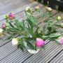Pioenrozen. Traditie. 