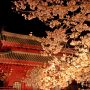 【慈光寺・赤門の桜】ライトアップしてくれるのはありがたいんだが圧倒的に光源の数が足りないｗ