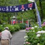 【太平山あじさい坂 2017】数年ぶりにやってきた紫陽花の時期の太平山 まだまだ咲き始めといった感じです 