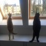 Angus and Ollie watch the pidgies. 