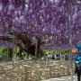 【あしかがフラワーパーク2017】葡萄のような八重咲きの黒龍藤 