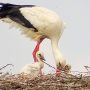 Mama moet even ruimen #scheerwolde #ooievaars #steenwijkerland #steenwijk #actueel #jong #holland #vandaag #lente #baby #natuur  #buienradar