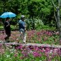 【上三依水生植物園】今日はピーカンでしたがこういう水辺の花は曇りの日の方が綺麗に見えるかもしれませんねー
