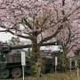 【土浦駐屯地桜まつり】連日の雨で桜も所々散ってしまったような もちろん撮ってる人(俺)もズブ濡れですｗｗｗ