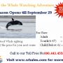 Enjoy the Whale Watching Adventure