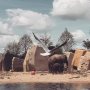 Happy elephants #newhome