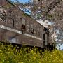 【栃木の桜】春の北真岡 桜と菜の花咲き誇るこの一帯は毎年、鉄オタの戦場と化します(笑)