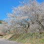 今日は昼休みに職場近くの観音山 梅の里へ行ってｷﾀ━━ヽ(ﾟ∀ﾟ )ﾉ━━!!