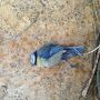 Aaaaaahhhh dood vogeltje op de trap bij de studio :(