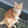 Random kitteh. <3 