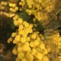 Mimosa!! That smell. Hmm.