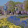 【あしかがフラワーパーク2015】今日は朝7時の開園時間に行ったので比較的ゆったりと見物出来ました まあ園内には7時間半いたんだけどｗｗｗｗｗ