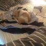 Ik wou dat ik mijn hond was deel 2 :/