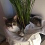 Poppy, one of our latest rescues, currently living in a plantpot...