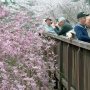 【石岡市・常陸風土記の丘】ここの目玉は何と言っても金龍橋を通り抜けるように植えられた枝垂れ桜のトンネルです 橋から触れる位置に桜の木があるってシチュも珍しいんじゃないかな 