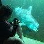 At ##Dolfinarium #Harderwijk 