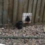 Had to cut hole in fence with Scorpion saw to release pidgy trapped between my fences