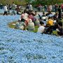 【ひたち海浜公園】桜の季節は終わってしまいましたがこれも所謂一つのお花見ですね♪