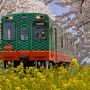 【栃木の桜】春の北真岡 桜と菜の花咲き誇るこの一帯は毎年、鉄オタの戦場と化します(笑)