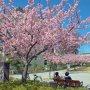 【宇都宮城址公園の河津桜】桜の下でのんびりする人達 うんうん気持ち良いよね♪ 俺も一日ここにいたかったぜｗ