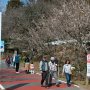 今年のお花撮り始めに筑波山梅林に行ってｷﾀ━━ヽ(ﾟ∀ﾟ )ﾉ━━!! 