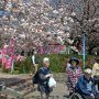 【天平の丘公園の八重桜】県南～県央のソメイヨシノは概ね終わってしまいましたがとつぃぎの桜は「まだだ！まだ終わらんよ！！」 