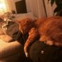 Laptop empty, tired and ready to go to bed. But I don't want to wake up the cat: