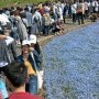 【ひたち海浜公園2017】頂上へ向け延々と続く大渋滞ｗｗｗｗｗｗ