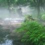 【とつぃぎの奥入瀬】朝霧の包まれる尚仁沢