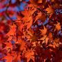 紅葉もいよいよ最終盤