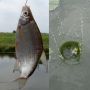 Fish outta water. Fish in water.