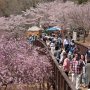 【常陸 風土記の丘】今の時期、園内は桜でいっぱいです ようやく枝垂れ桜も見頃になりました！ 