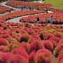 【ひたち海浜公園】みはらしの丘いっぱいに植え付けられたコキア(ホウキグサ) 遅れていた紅葉がようやく始まりました 台風の影響か倒れてしまった株が多いのが惜しい...(;´Д｀)