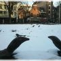 Hele kouwe leguanen op het Leidseplein #love020