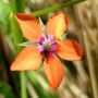 Guichelheil #bloem #rood #natuur #polder