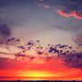Don't know what to focus on... #sky #colors #sheep