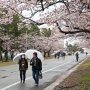 荒天にめげずに今日は土浦駐屯地の桜まつりに行ってｷﾀ━━ヽ(ﾟ∀ﾟ )ﾉ━━!!  
